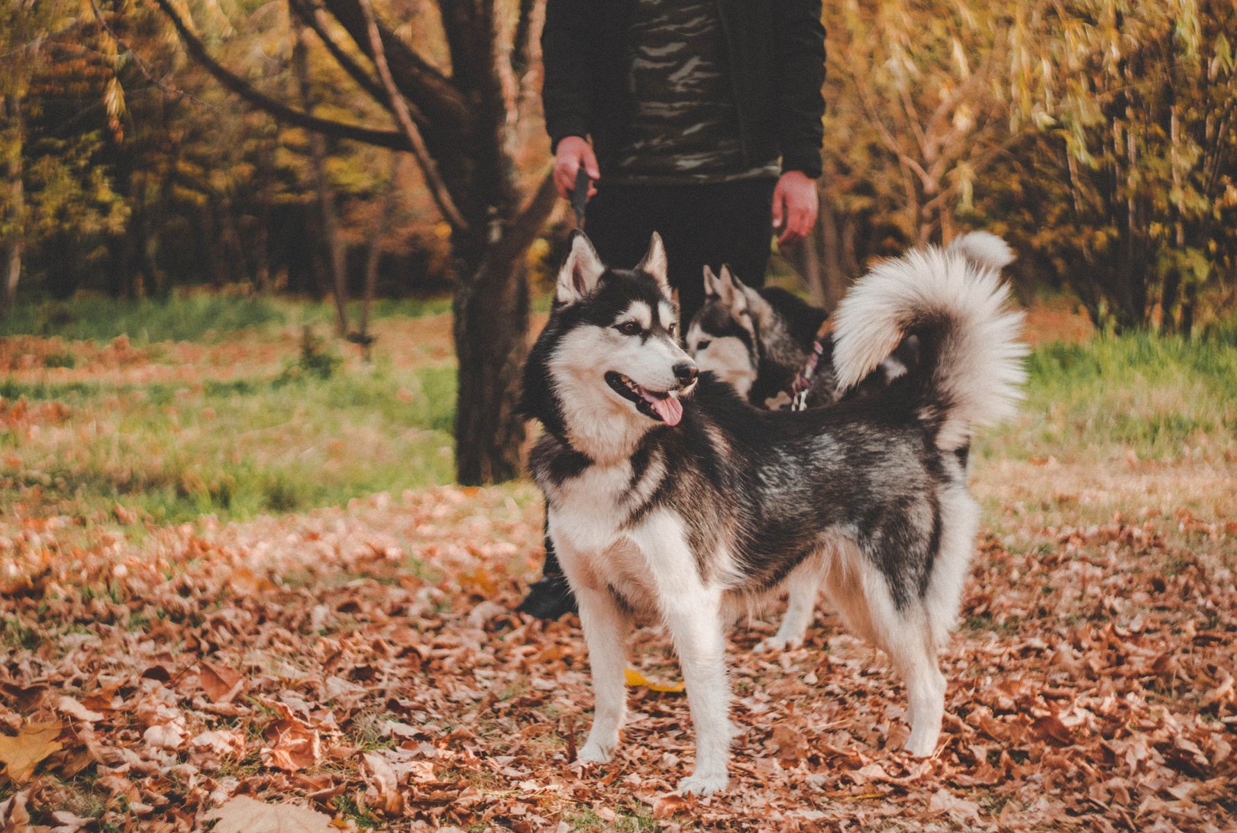 Walking Dogs in Autumn Park